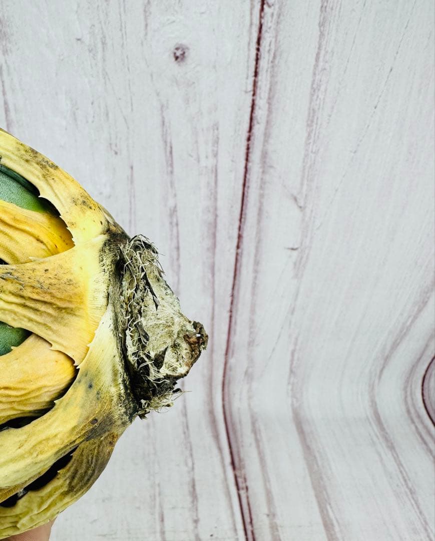 787 アガベ ユタエンシス エボリスピナ 丸型