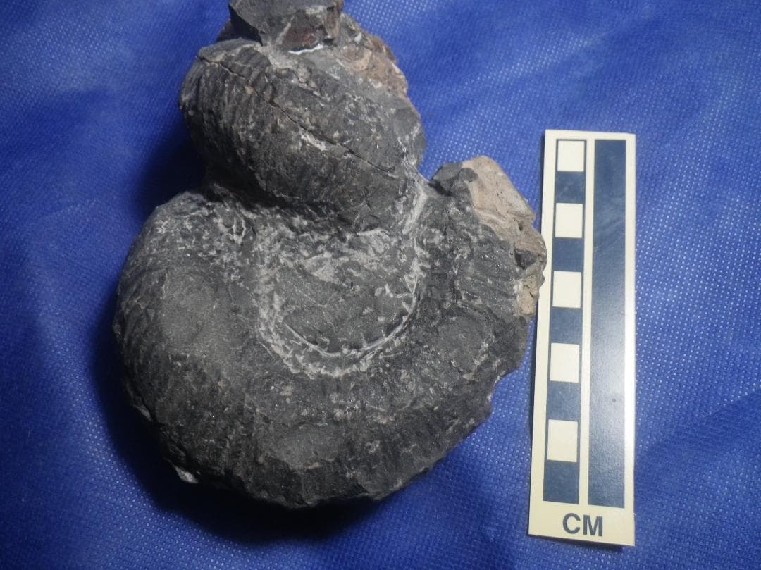 国産化石 ２５０４１５－２