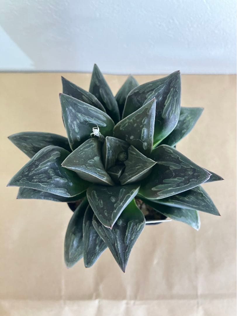 ハオルチア　ハロウィン　親株サイズ