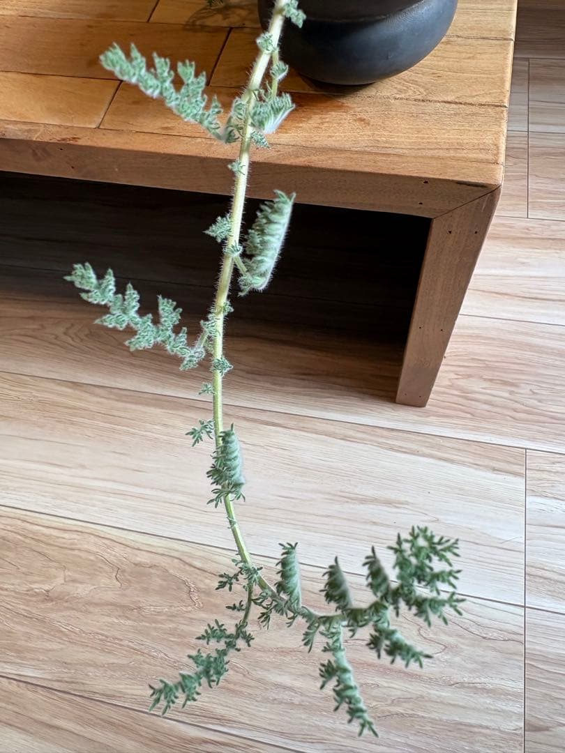 ペラルゴニウム トリステ 作家鉢 冬型塊根植物