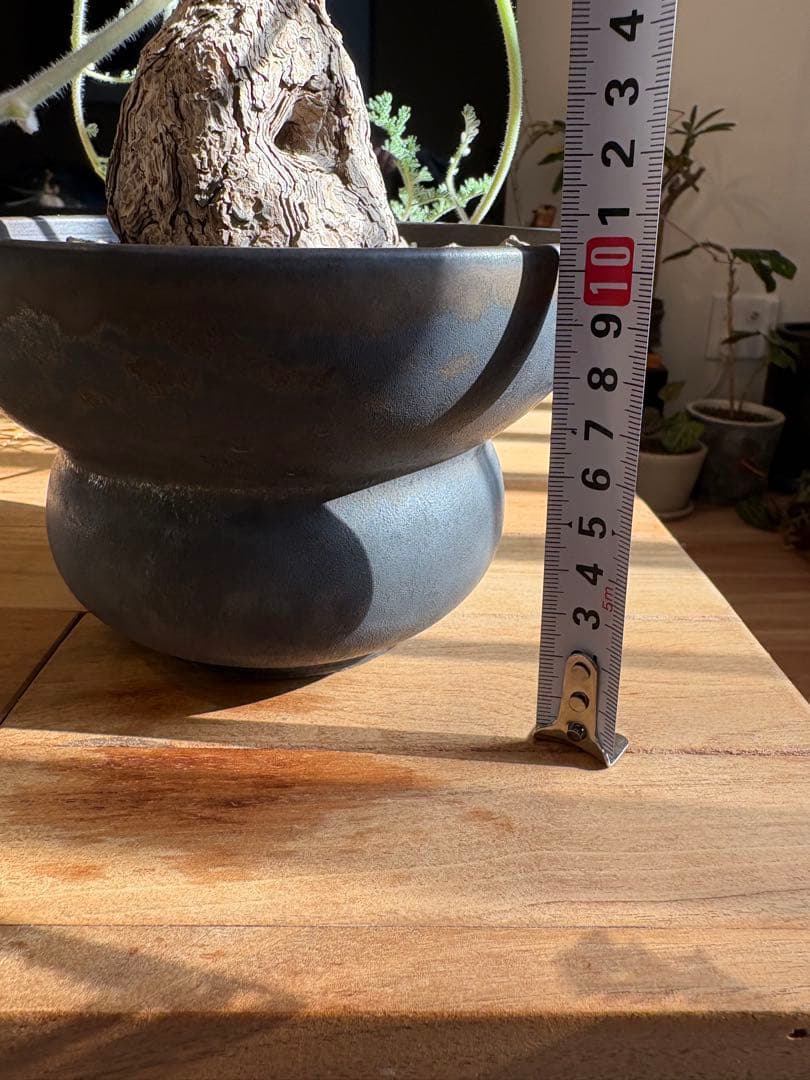 ペラルゴニウム トリステ 作家鉢 冬型塊根植物