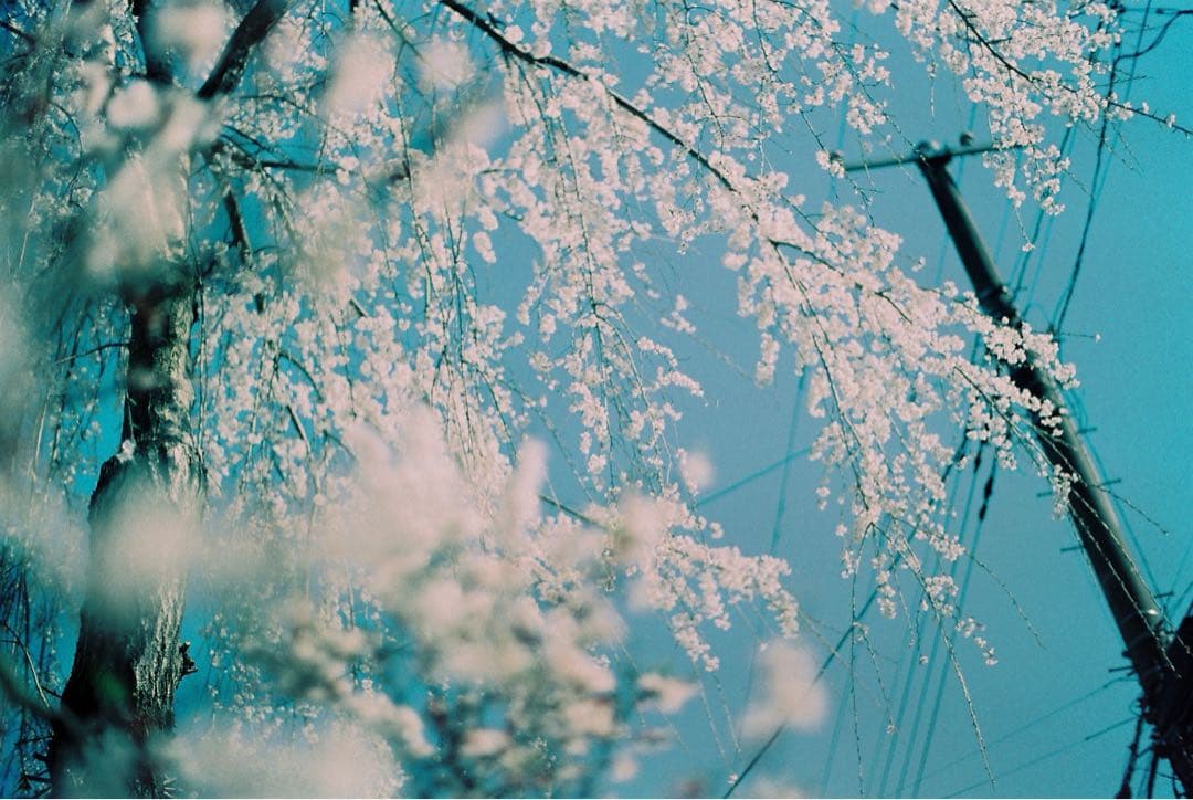 CNTAXT Aria 一眼レフフィルムカメラ Carl Zeissレンズ付き