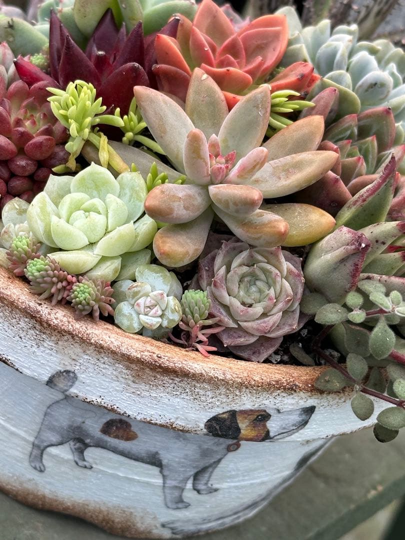 多肉植物☆リメ鉢寄せ植え