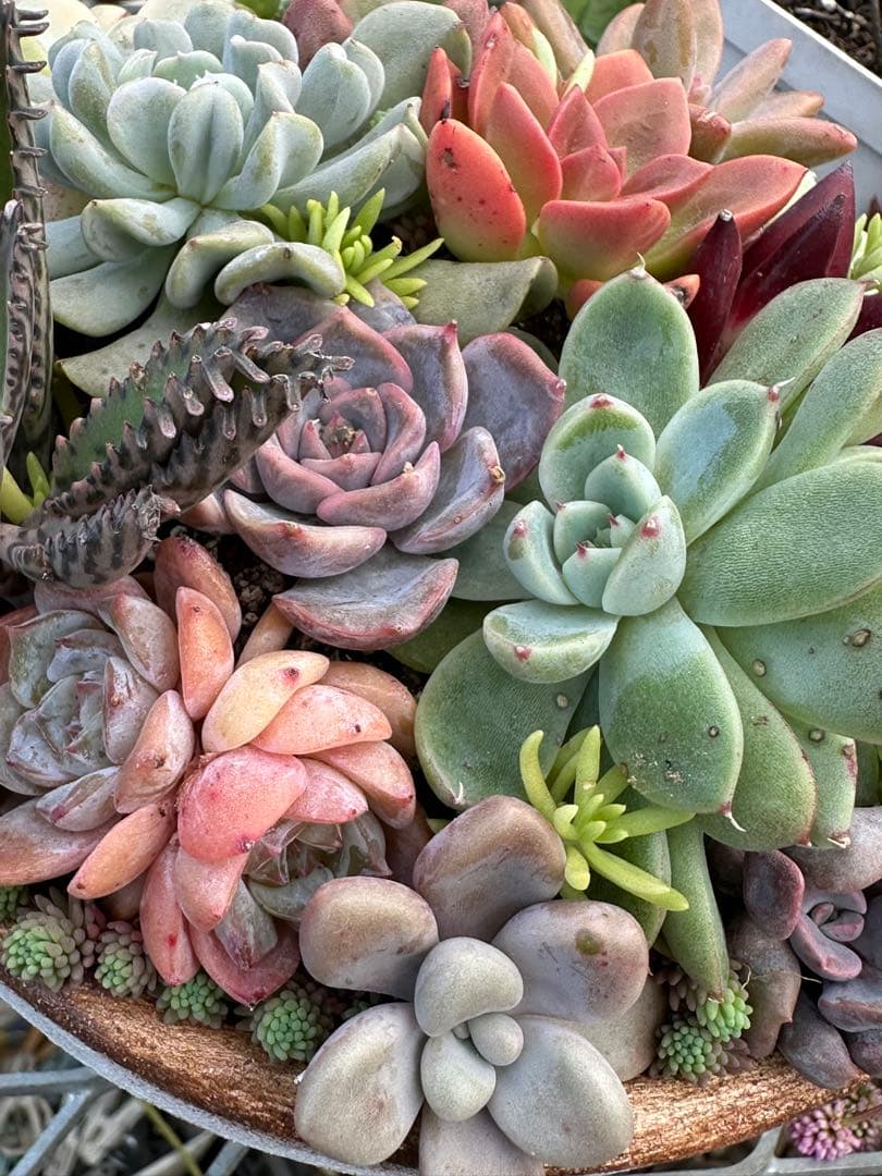 多肉植物☆リメ鉢寄せ植え