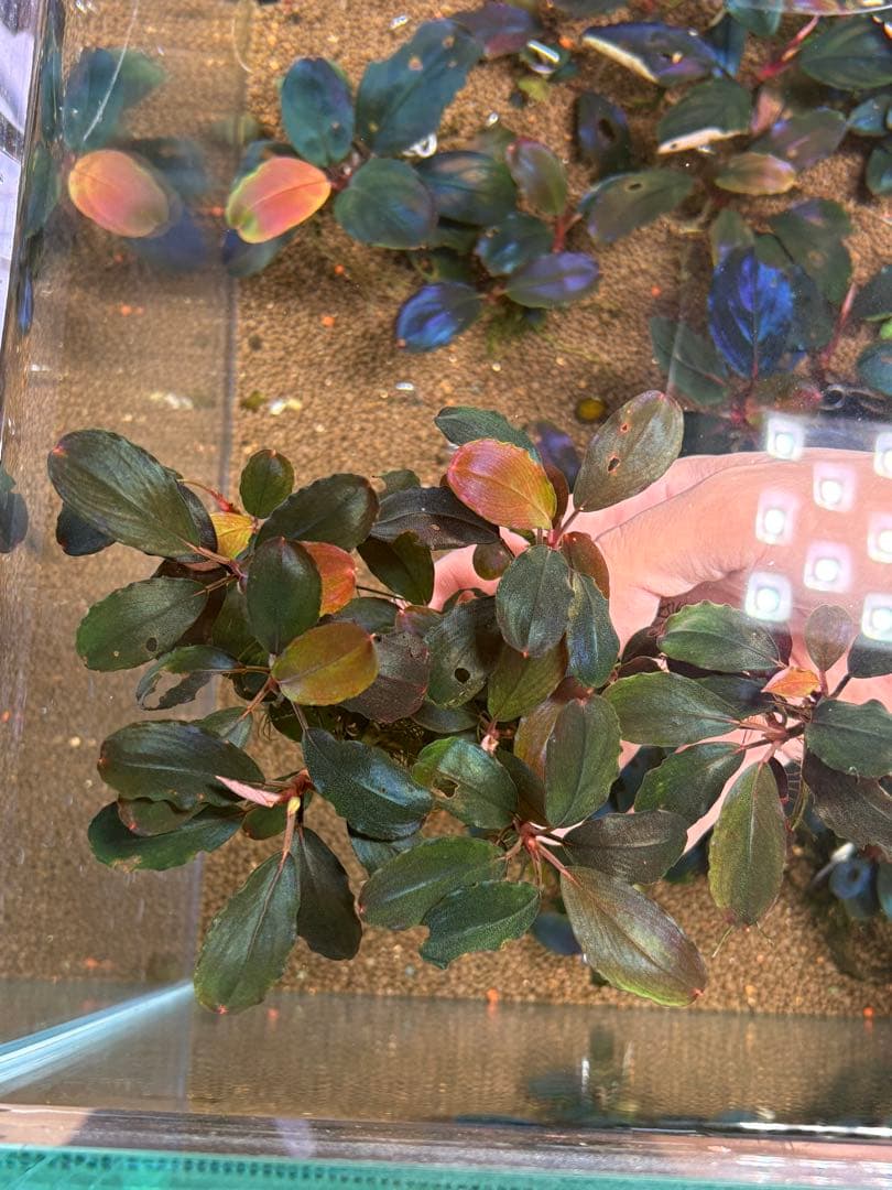 ブセファランドラ　レッドバード　10株以上