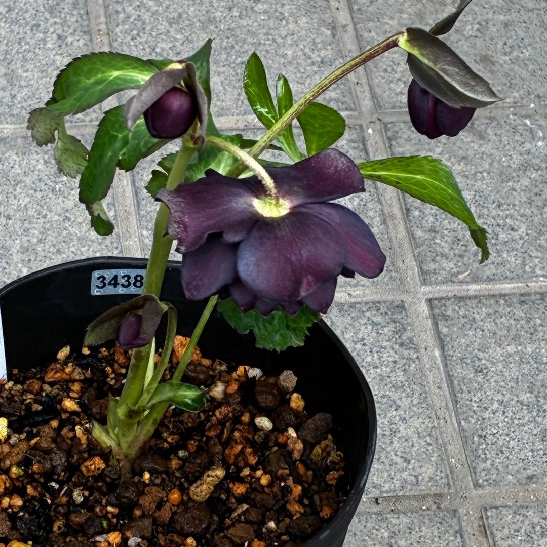 の*ん様 3438☘️花、自筆タグ付☘️⭐️ダーククレオパトラ⭐️超多弁⭐️中輪