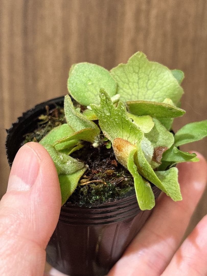 群生 willinckii OMG×Nano spore dwarf ビカクシダ
