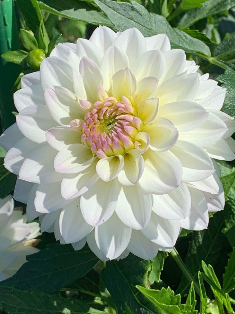 にんさま専売　特選ダリアナマハゲ30種