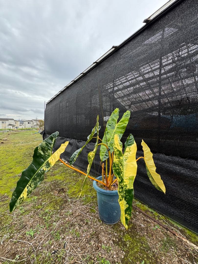 フィロデンドロン　ビレッティア　美斑入り　親株サイズ　送料込み