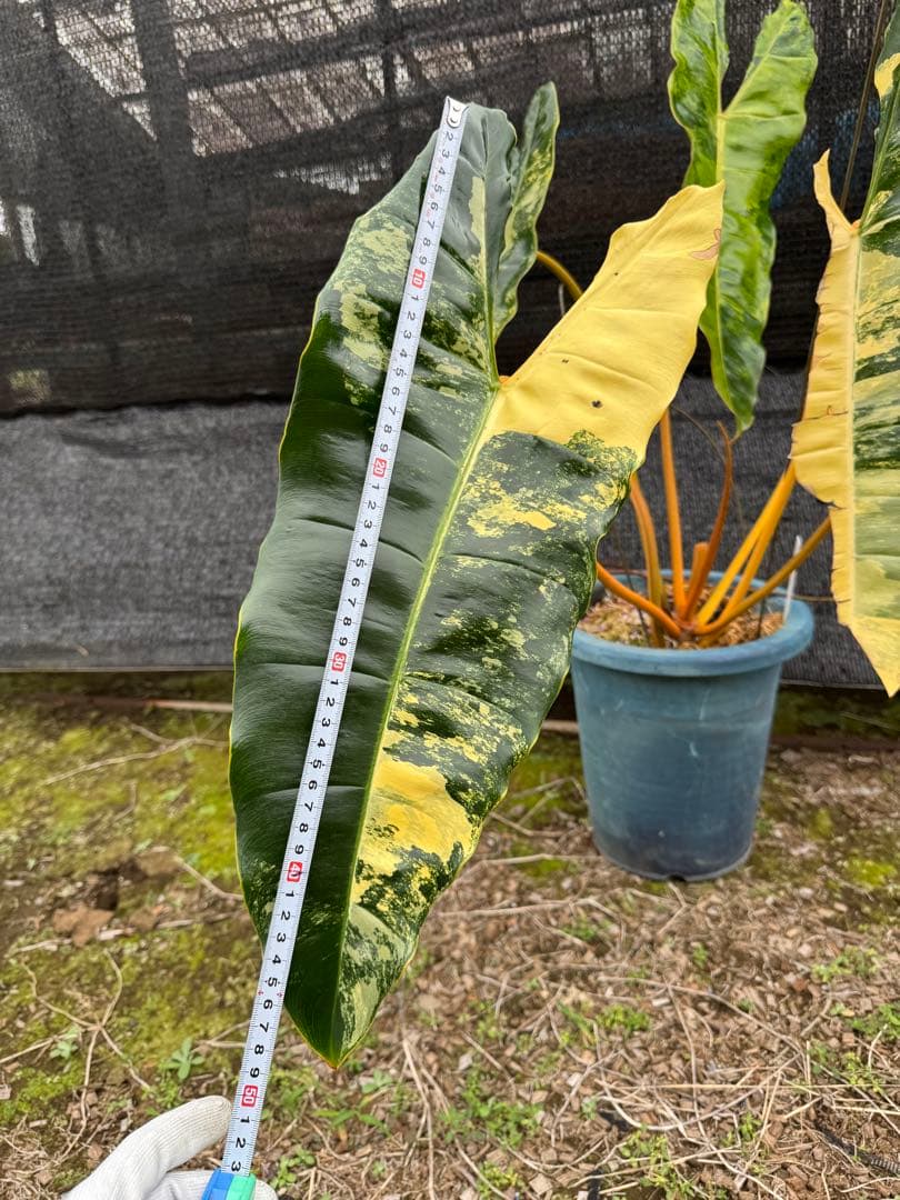 フィロデンドロン　ビレッティア　美斑入り　親株サイズ　送料込み