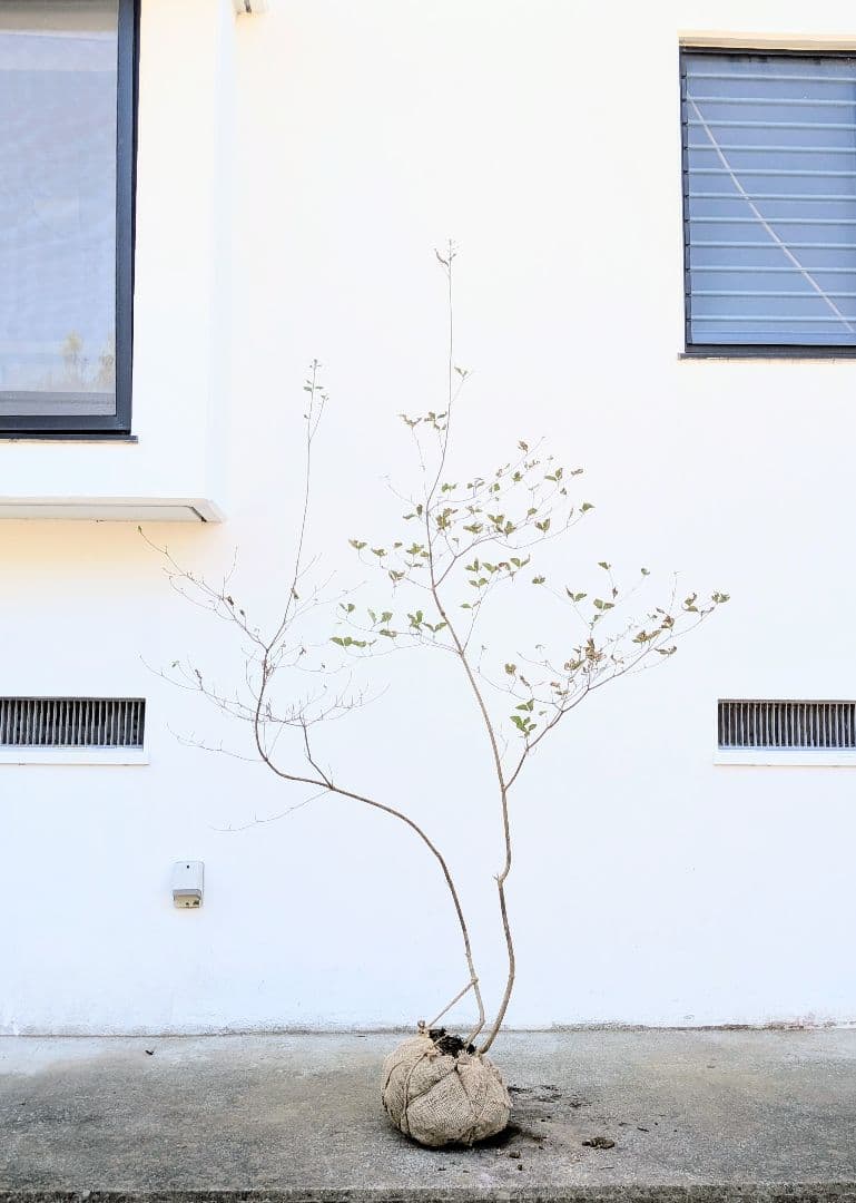 最終特価。山採りミツバツツジ。