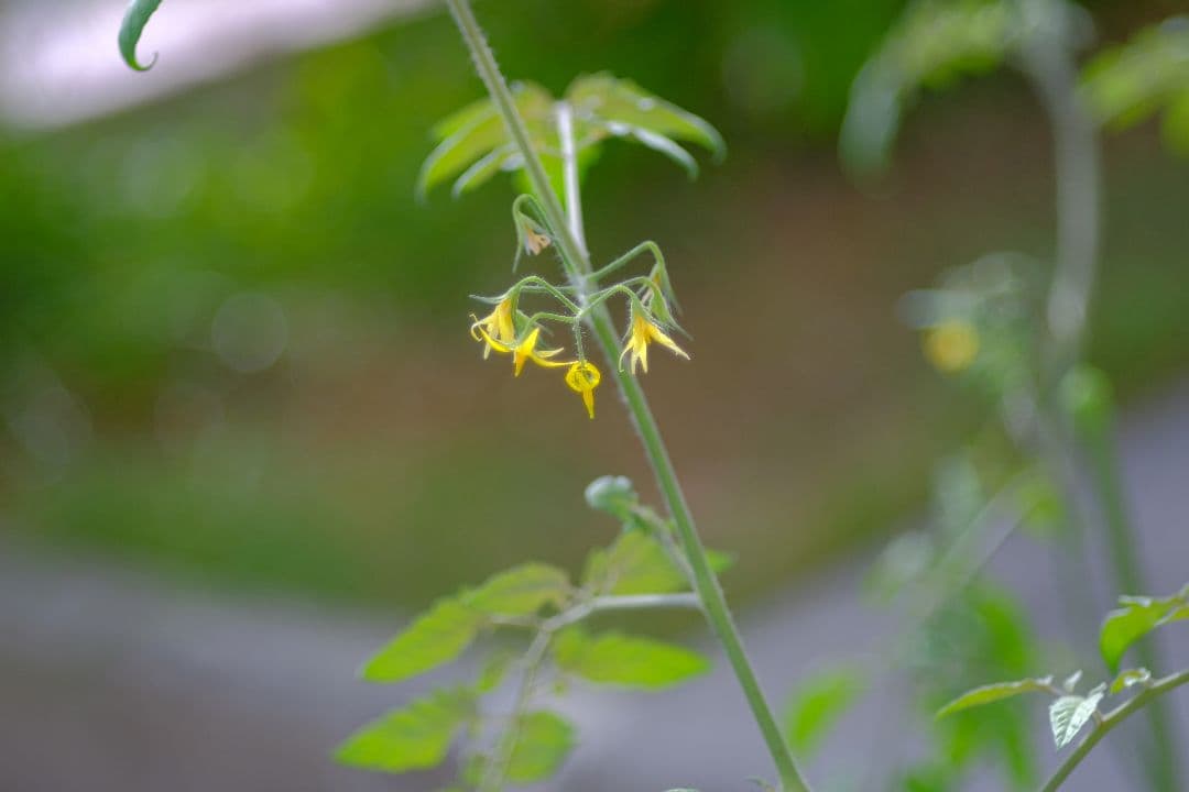 レンズ(単焦点) ELICAR V-HQ MEDICAL MACRO MC 90mm F2.5