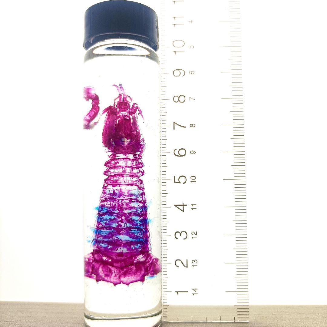 美品【1点物】透明骨格標本 シャコ 7-8cm 30ml