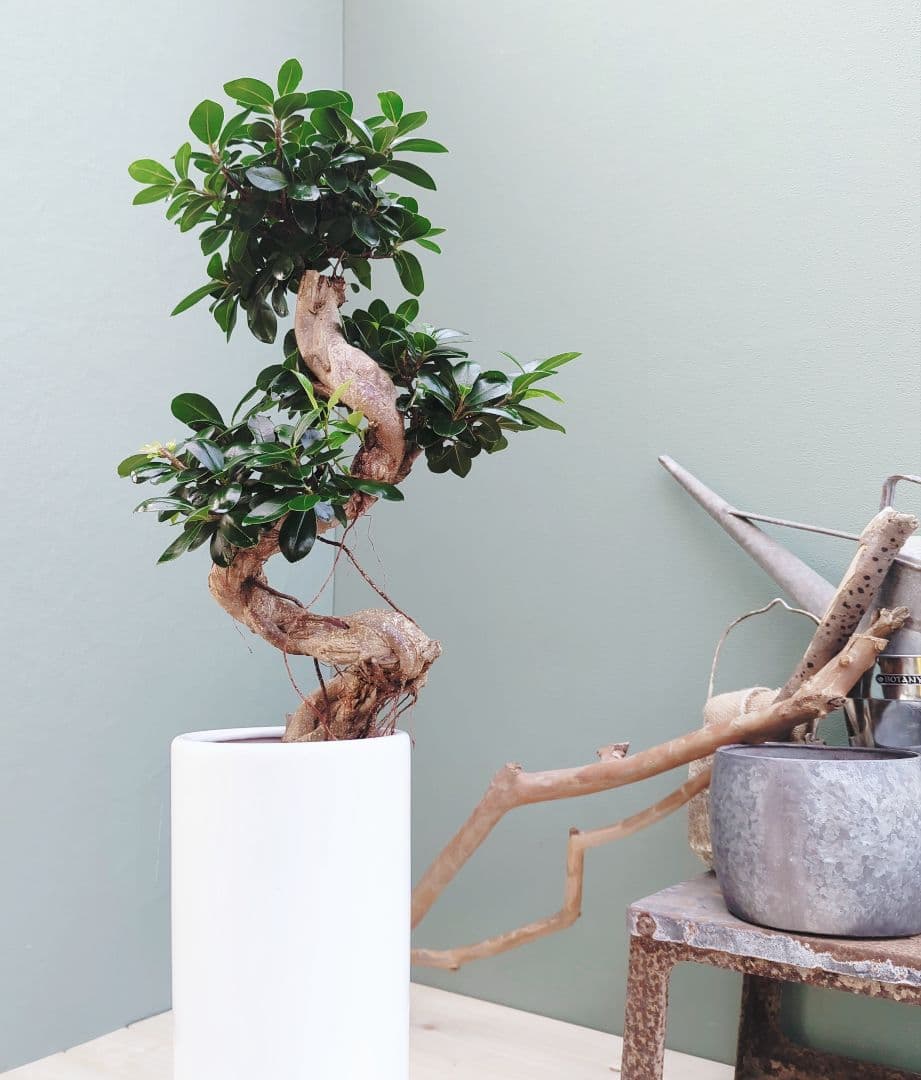 c63amg (現品)昇り龍 曲がり 根上８号