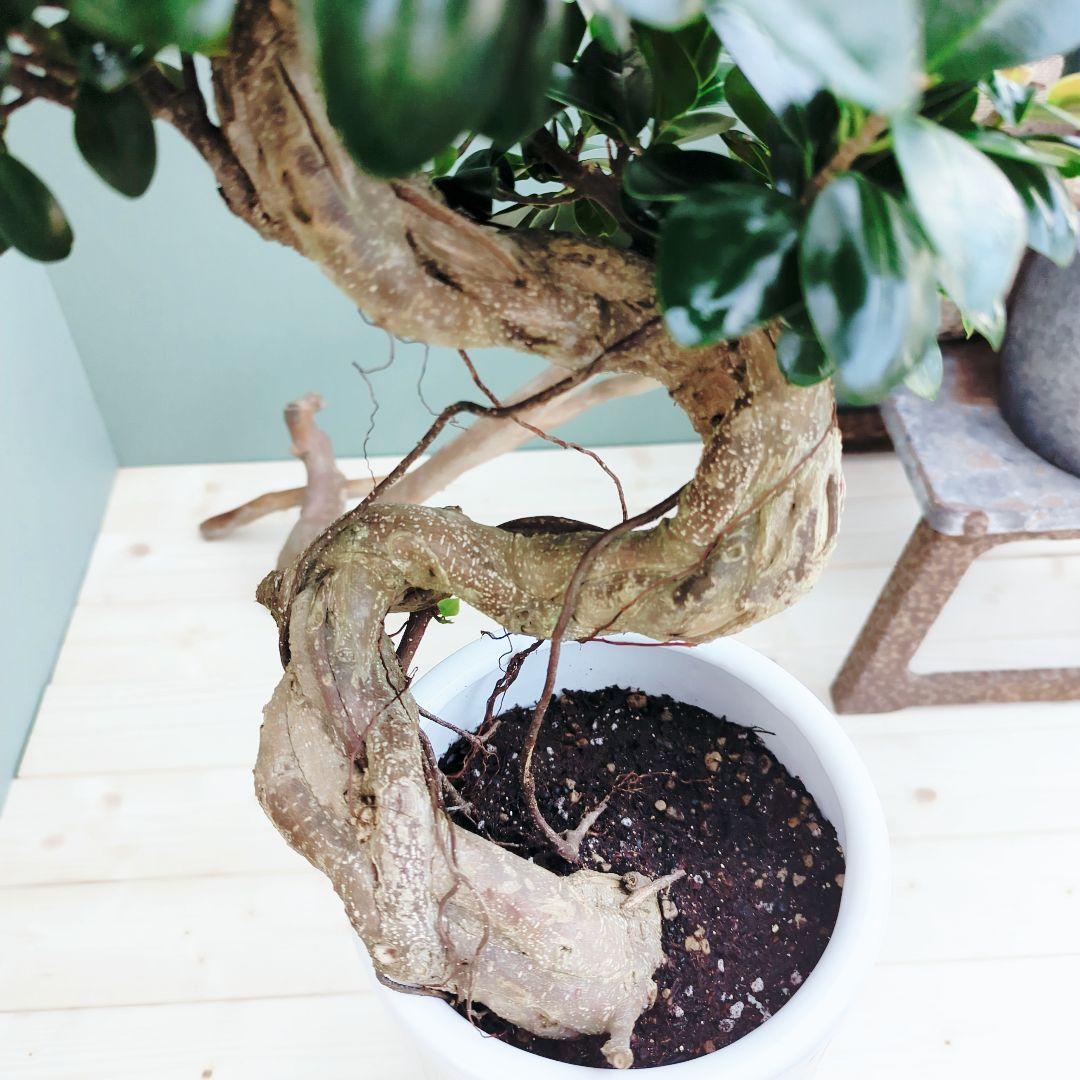 c63amg (現品)昇り龍 曲がり 根上８号