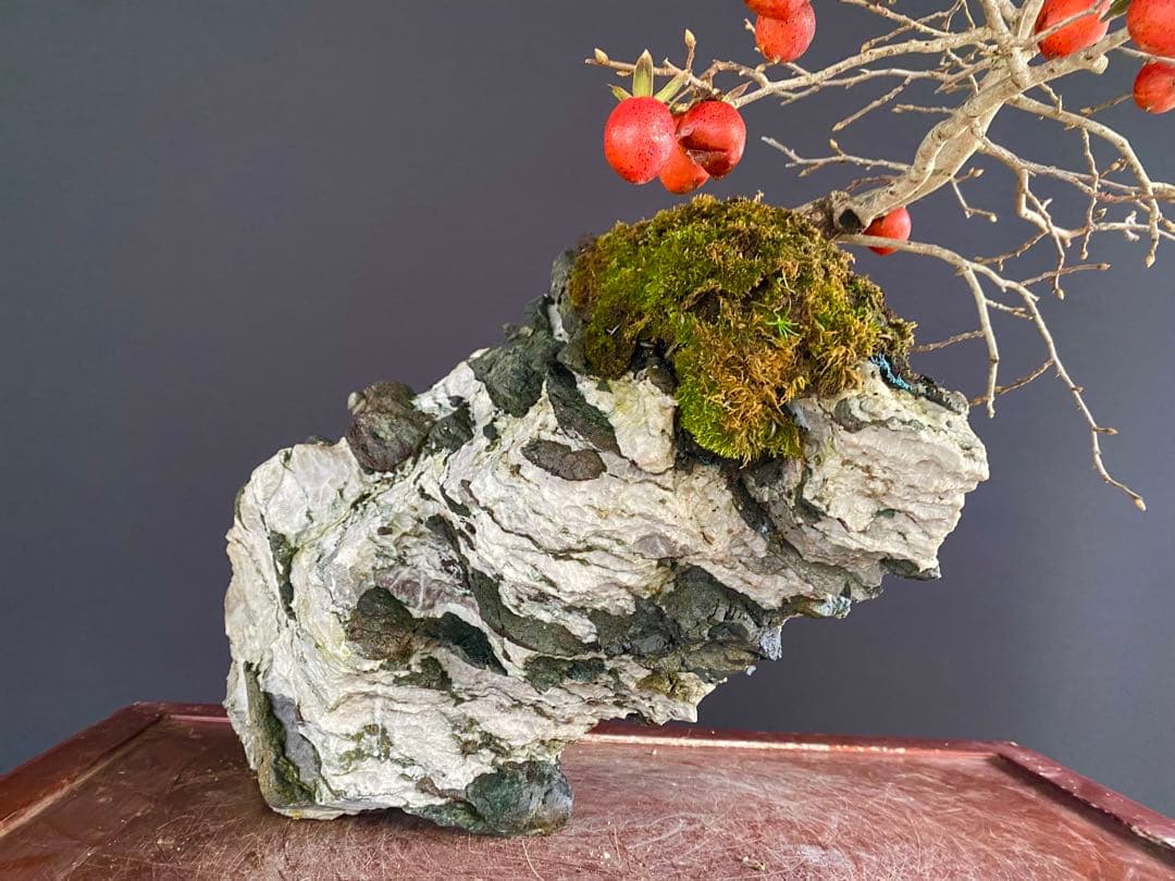 白木盆栽園　老爺柿　高さ45センチ　ロウヤガキトキワガキ常盤柿観葉植物 盆栽