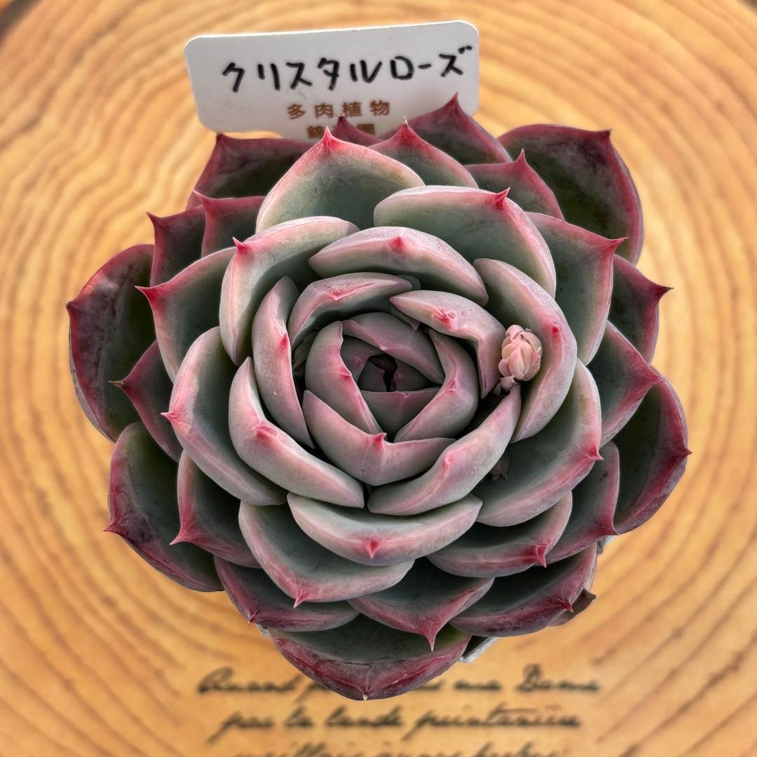 6.【札付き】ホーリンゼ×ラウィ Beehouse 多肉植物 エケベリア