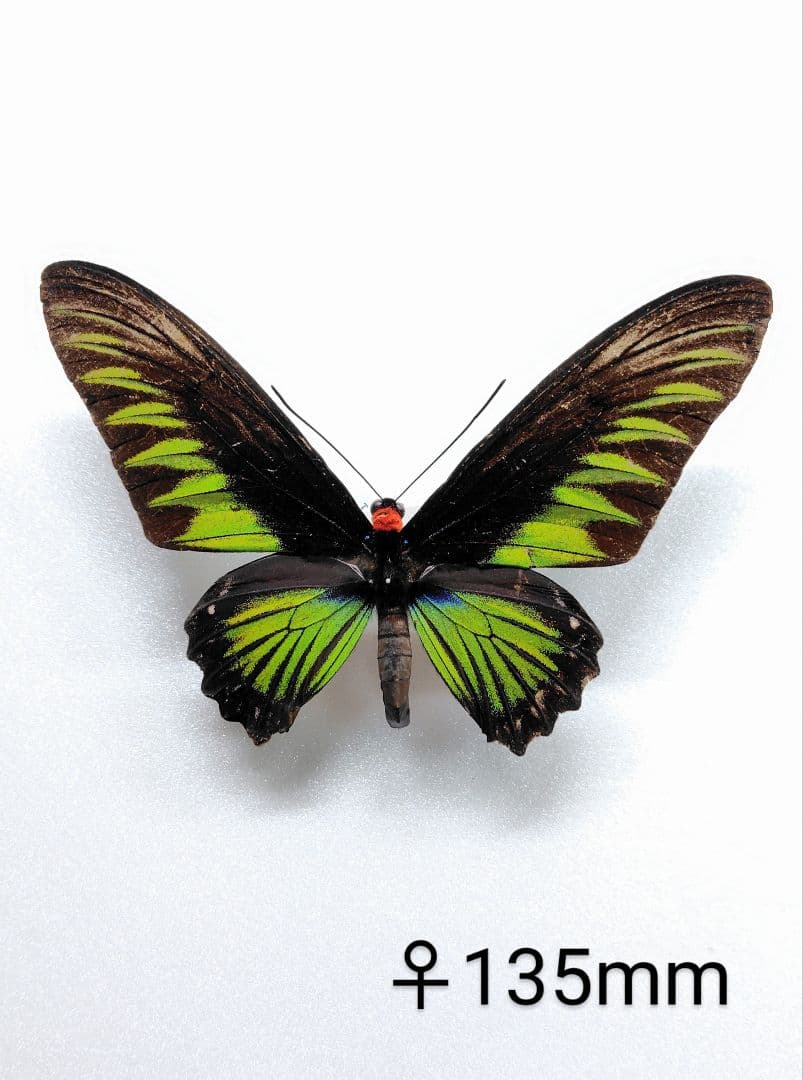 至高‼️モルマールアカエリトリバネアゲハ標本 ♂♀☆♀超美麗 アカエリの頂点ペア