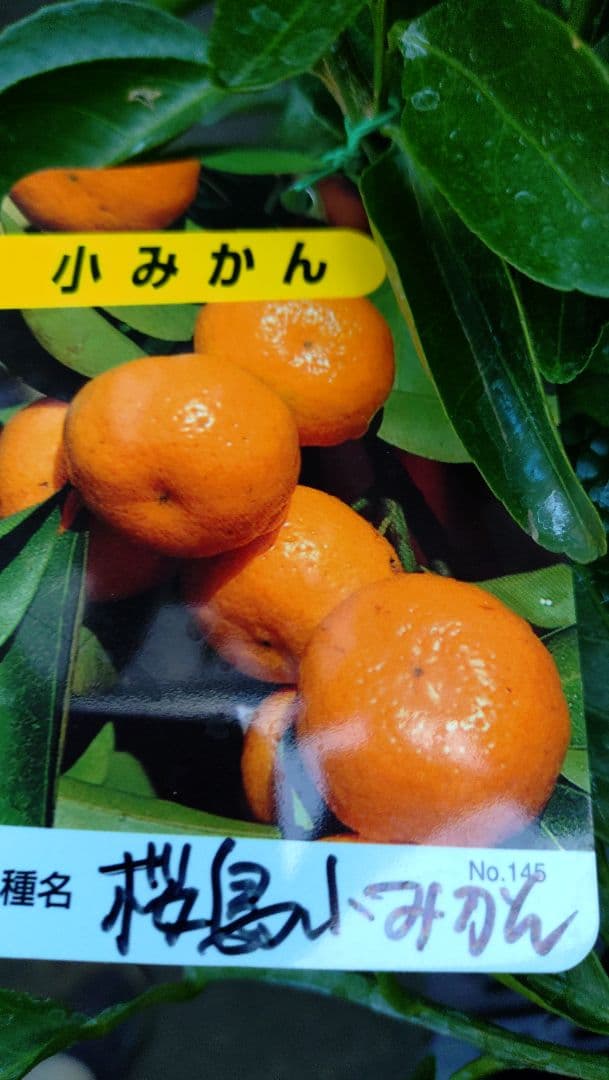 大人気企画！「津の輝３年生」＆（バリエーション変更可）セット