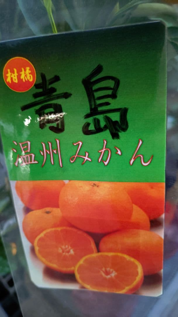 大人気企画！「津の輝３年生」＆（バリエーション変更可）セット