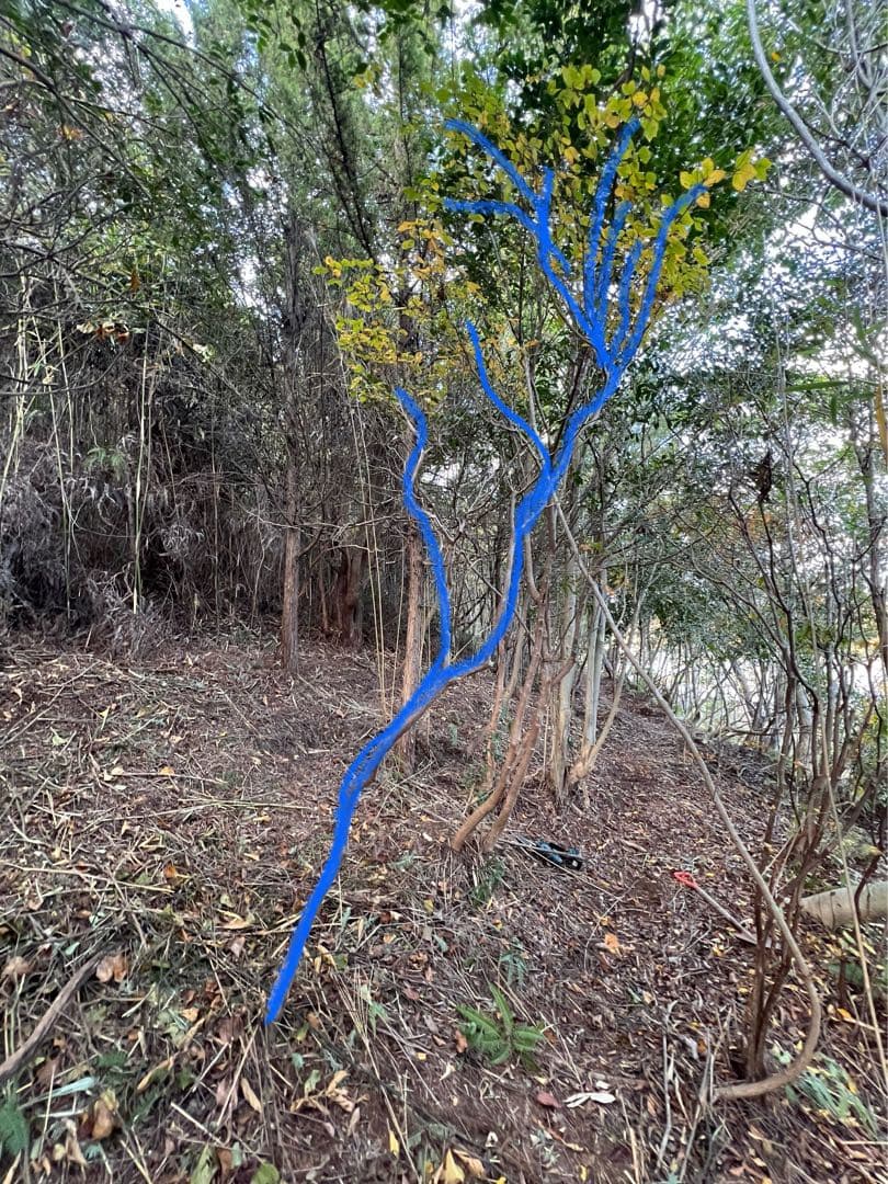 現品　ミツバツツジ　極上　自然樹形　特大苗　2.5mほど　山採り