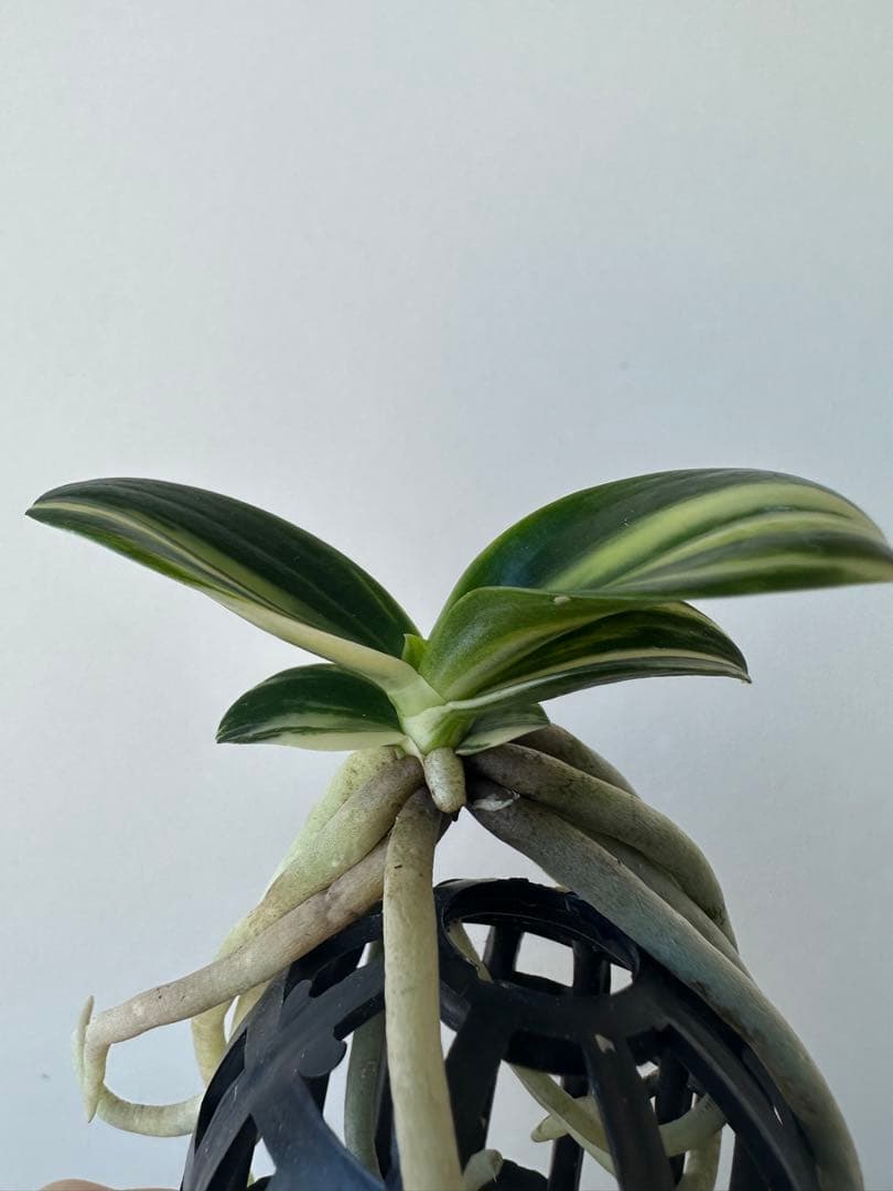 【 名護蘭 】明丸縞　360