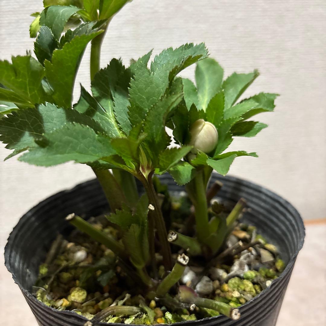まい①