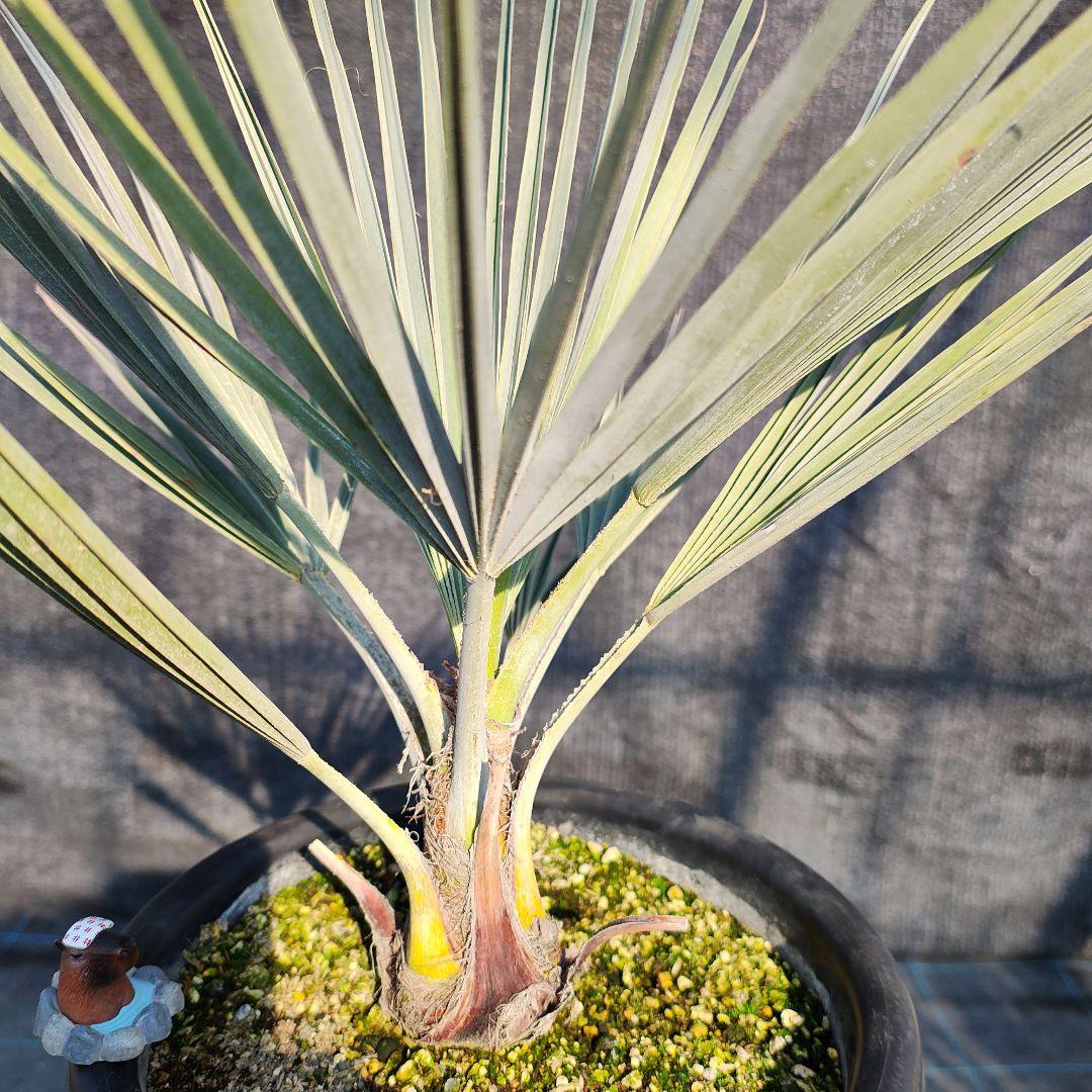 ブラヘア アルマータ