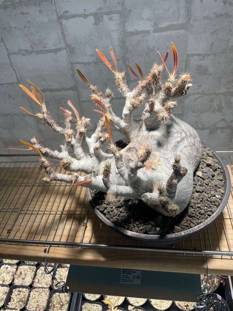 パキポディウム　グラキリス　現地株　大株　発根済み