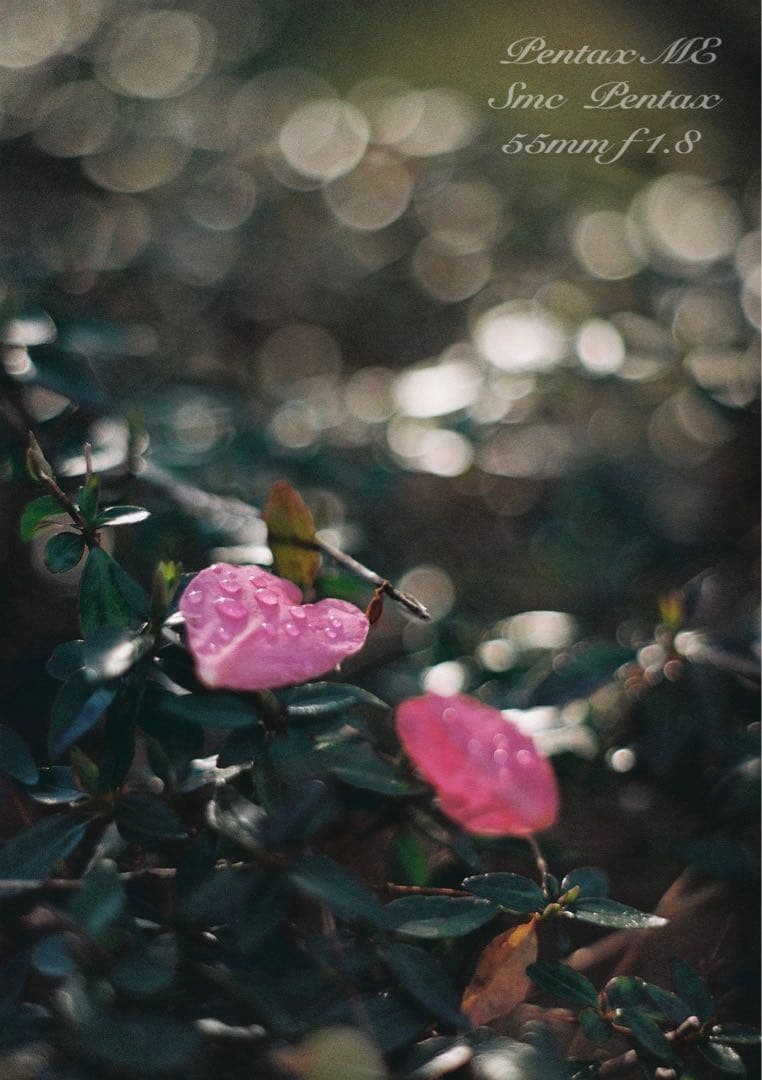 フィルム入門に！完動品＊超美品★pentax me★初期保証付★作例多数！