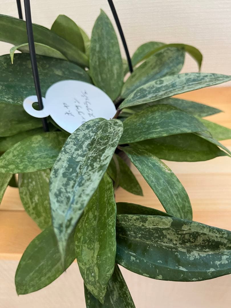 ホヤ ラングサン スプラッシュ