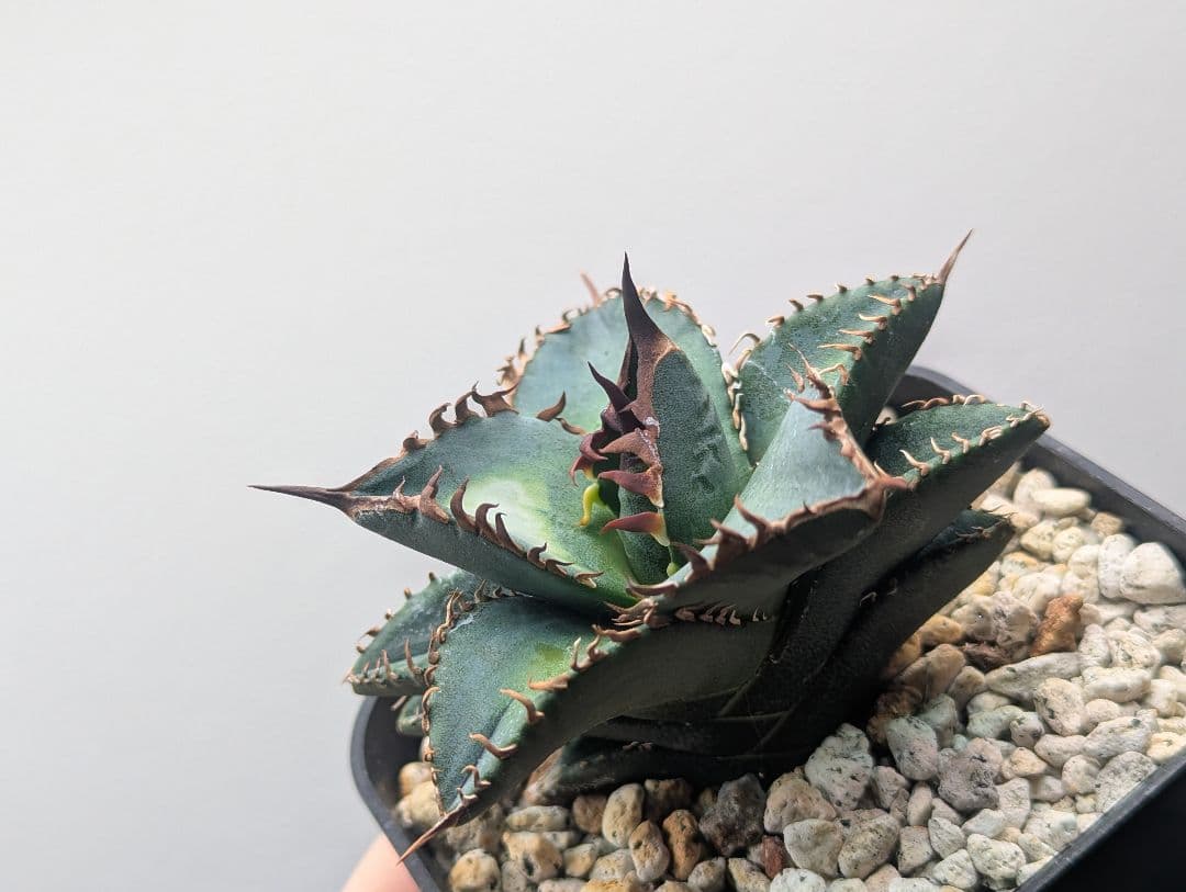 1株限定 オテロイ 現地球のOC子株 2、3又連棘系 発根活着済