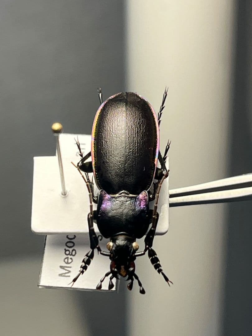 【27mm】ゲルマリーキンオサムシ Megodontus germari標本