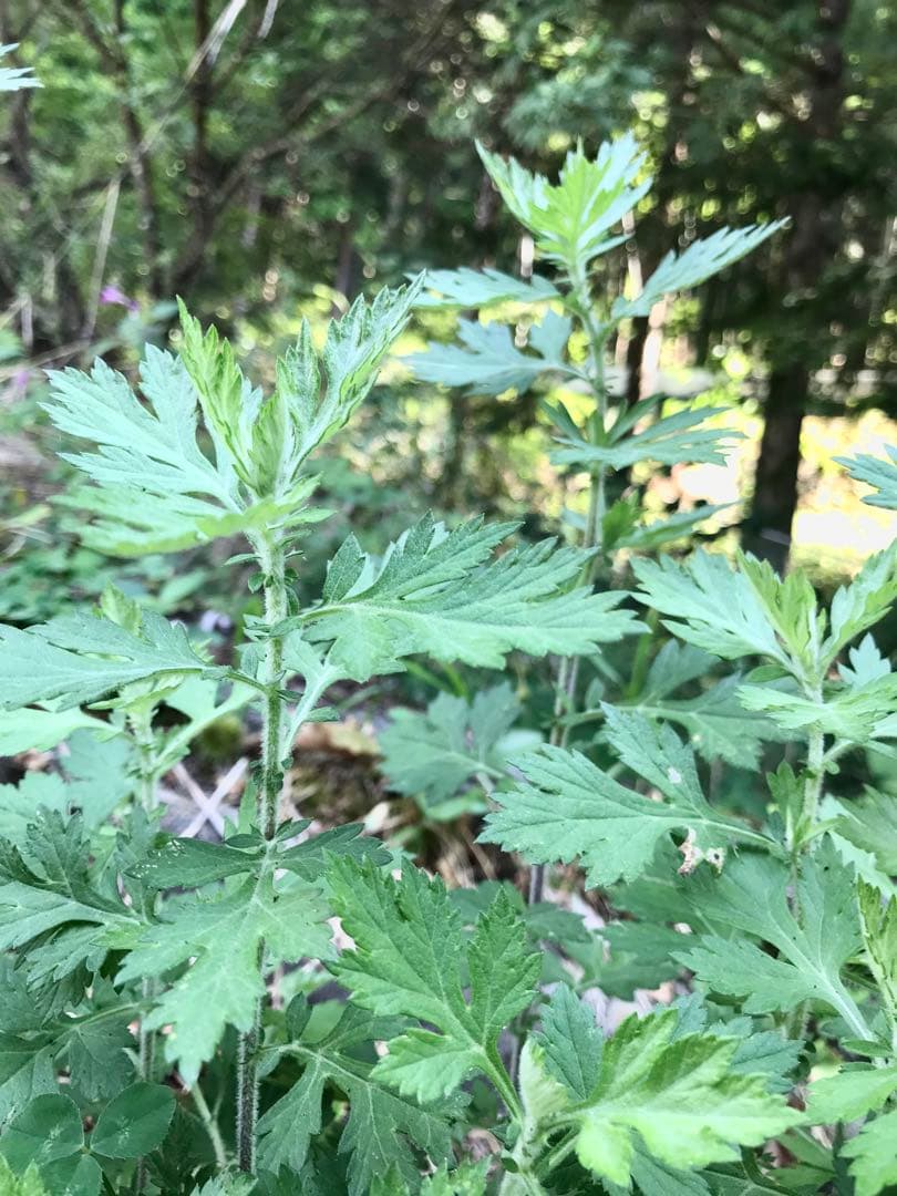 薬用万能　無農薬　よもぎビワクリーム　40ml