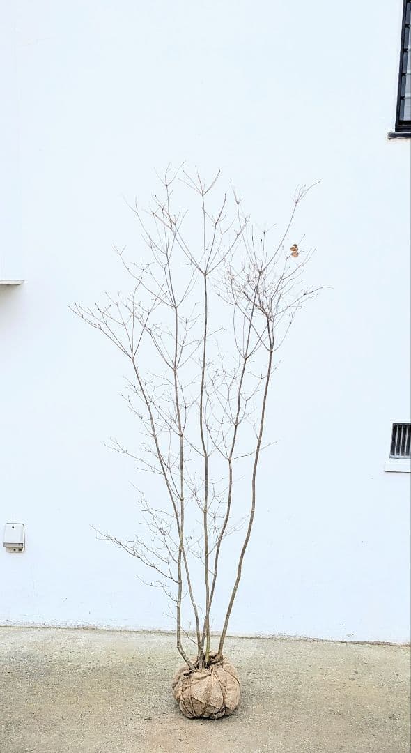 素性良好。山採りドウダンツツジ。