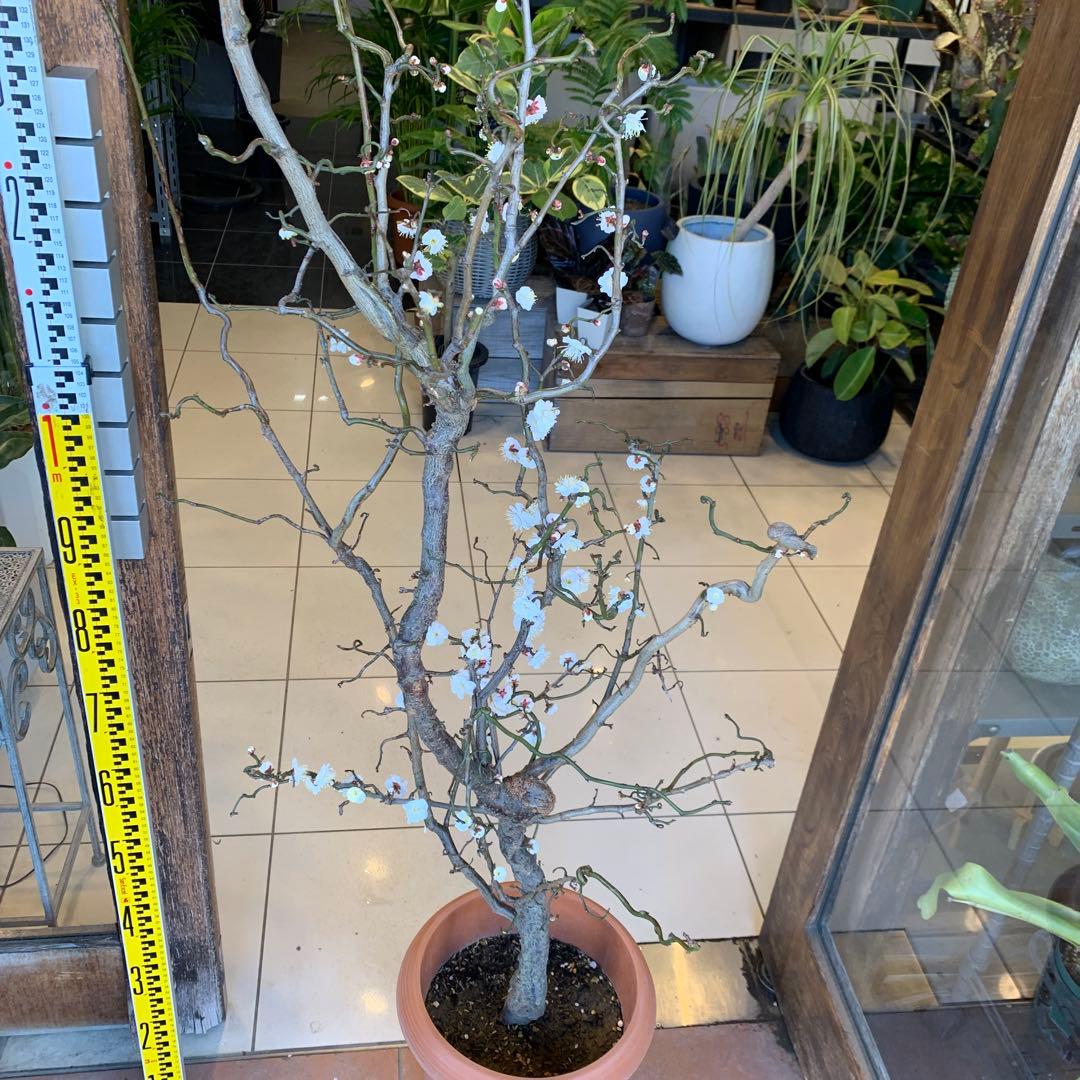 雲竜梅　ウンリュウバイ 10号 1