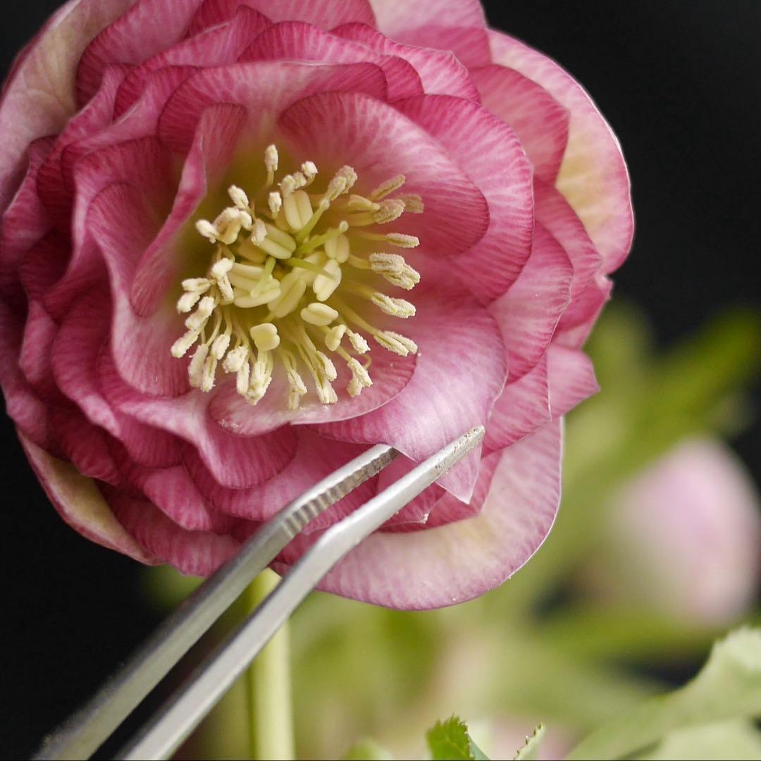 3305 多弁ピンクのグロッシー　クリスマスローズ　開花株