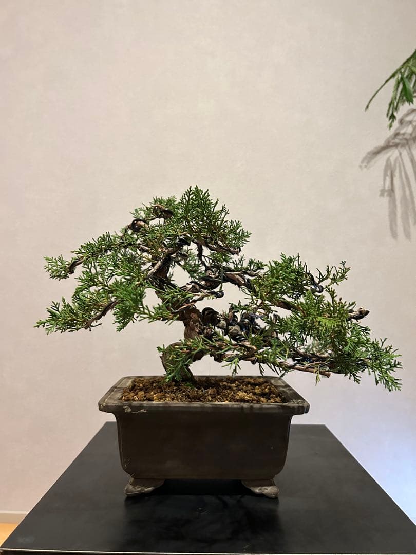 糸魚川真柏　盆栽　貴風盆栽　神舎利　捻転　樹齢約30年