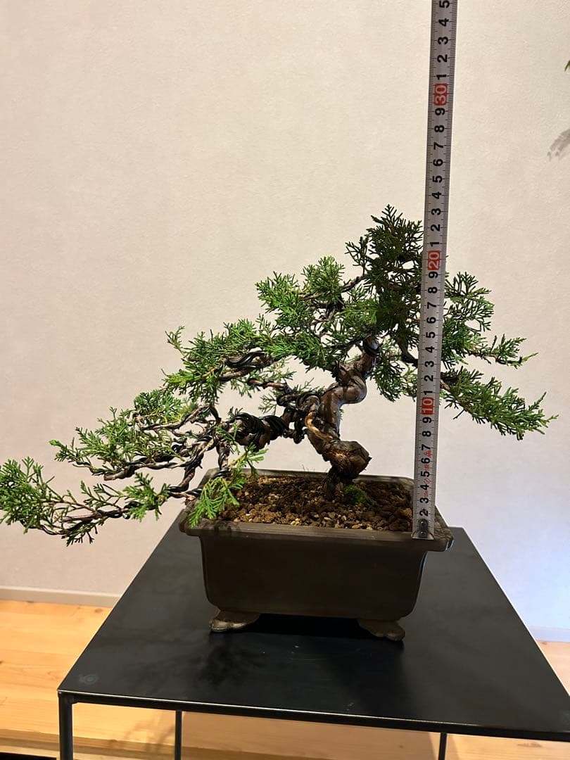 糸魚川真柏　盆栽　貴風盆栽　神舎利　捻転　樹齢約30年