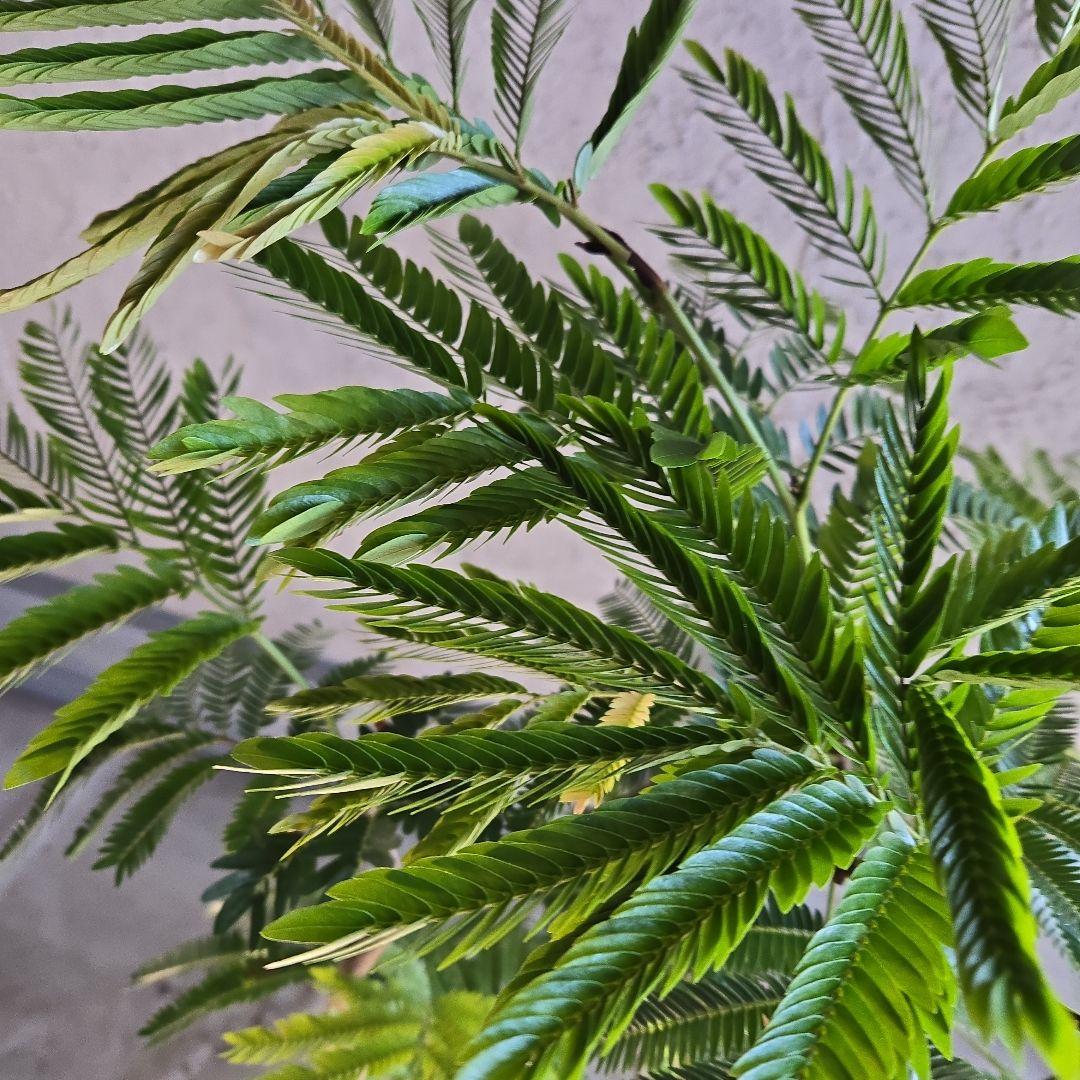 ⑪　エバーフレッシュ曲がり仕立て　8号特大苗木最高等級極上品‼️