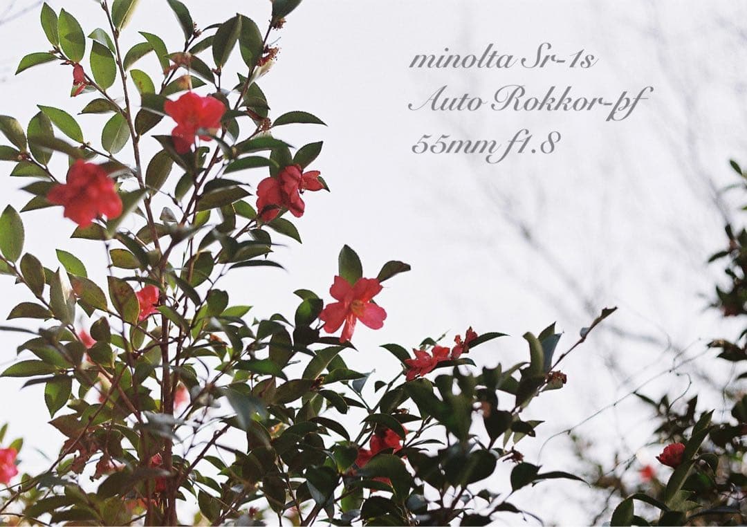 完動品＊美品＊初期保証★minolta Sr-1s&ロッコールレンズ★作例多数