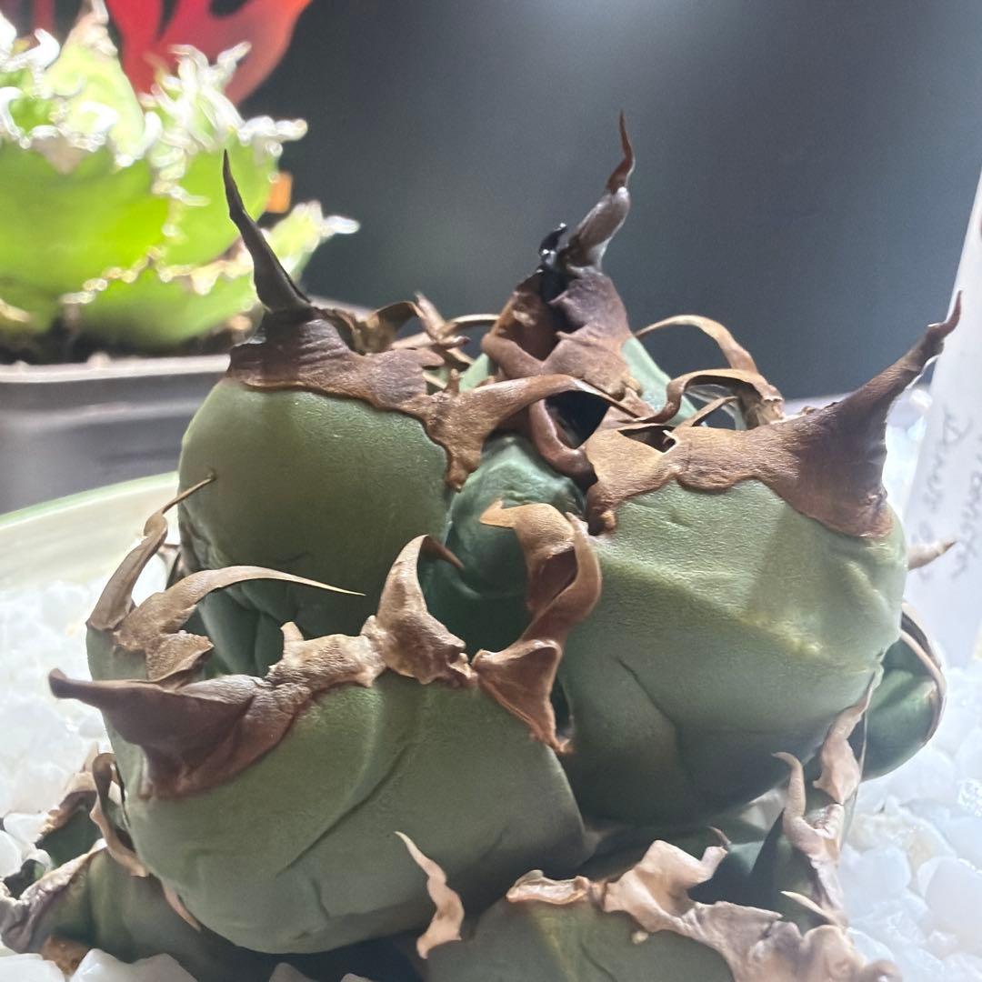 中型アガベ Dennis039