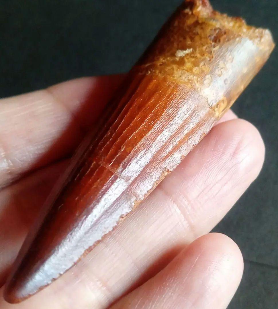恐竜　歯化石　スピノサウルス　特大　極美麗　約８０mm