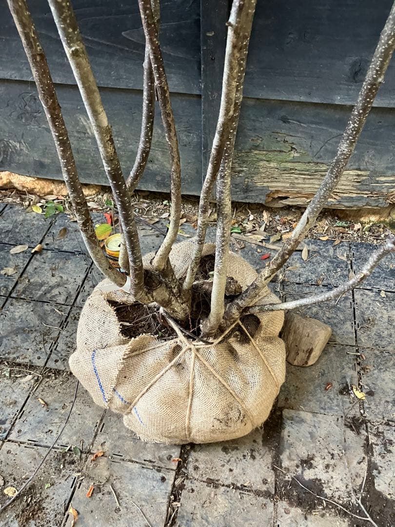 3 山採り　アズキナシ