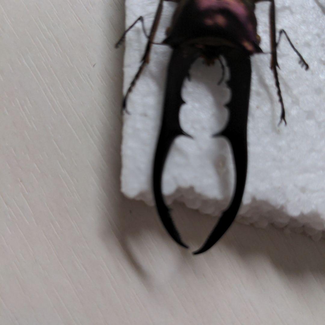 クワガタ、カブト虫標本セット