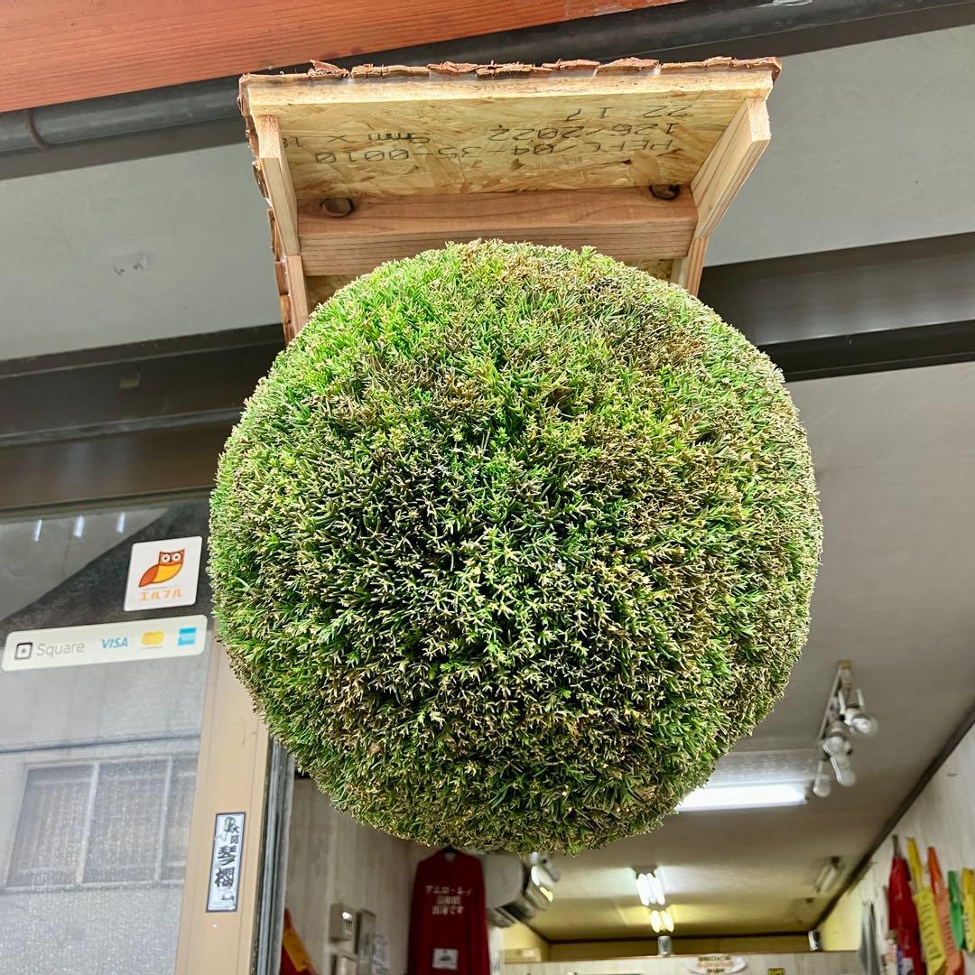 杉玉【屋根付き】④