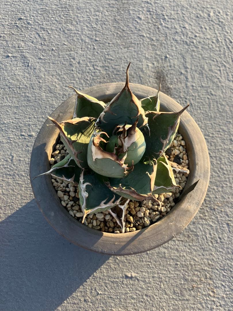 オアハカオテロイ　胴切り天