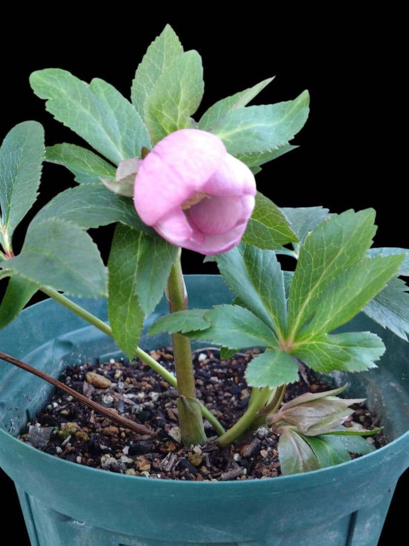 クリスマスローズ　チベタヌス交配