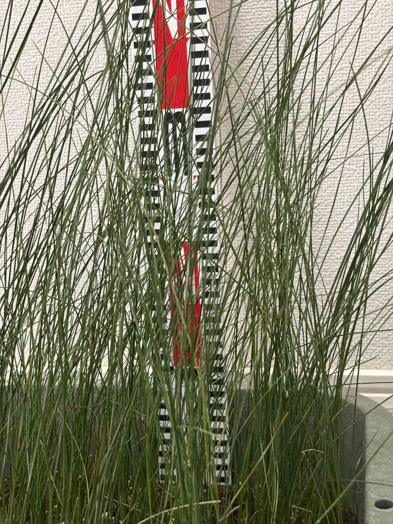 アオイトキさん専用　コスパ最強★極上クサントロエア・プレイシー /