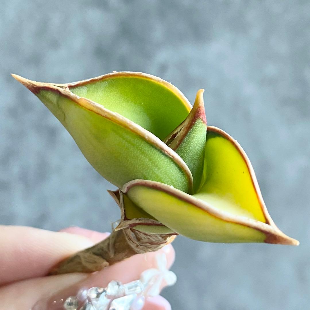 ぷ*ん様 S11621★オークション販売★ サンスベリア ロリダ 極上斑入りアウ